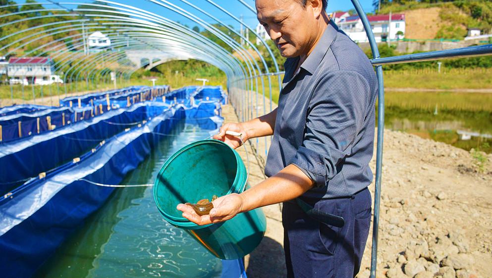 安徽安慶：水中撈出“蛭”富路 